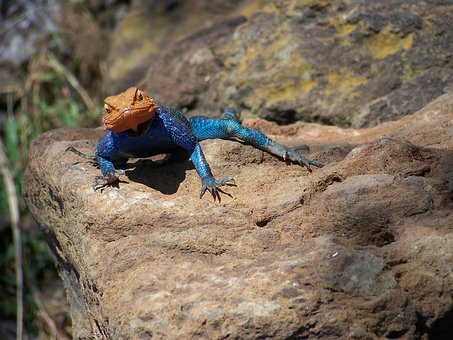 Eidechse, Felsen, Natur, Blau, Orange