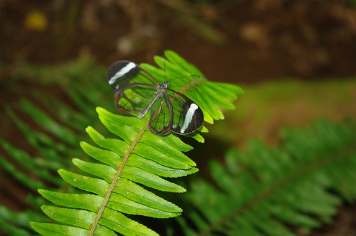 Transparent, Schmetterling, Farn