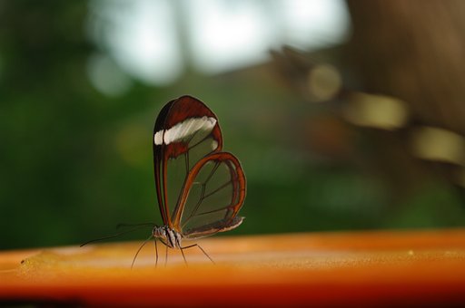 Transparent, Schmetterling, Orange, Grün