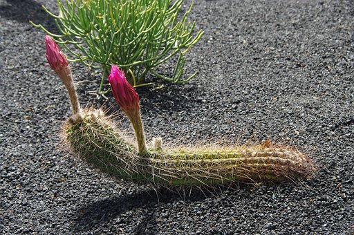 Kaktus, Kaktusgarten, Kanarische Inseln