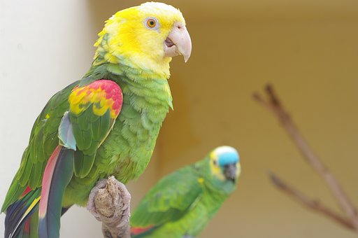 Papagei, Gelb, Grün, Rot, Blau, Cyan