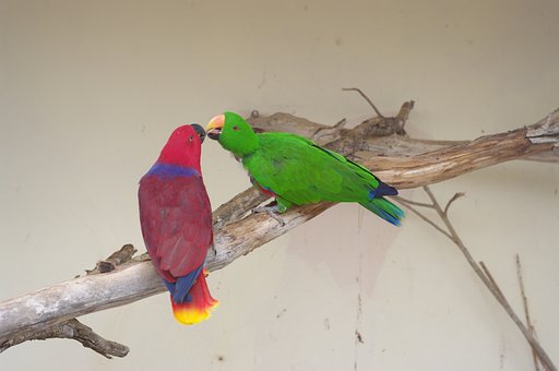 Papagei, Grün, Magenta, Blau, Gelb, Rosa