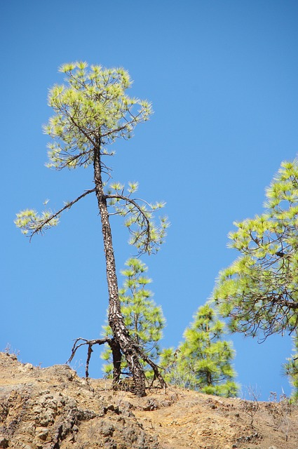 Baum, Kiefer, Wurzel, Erosion, Porträt