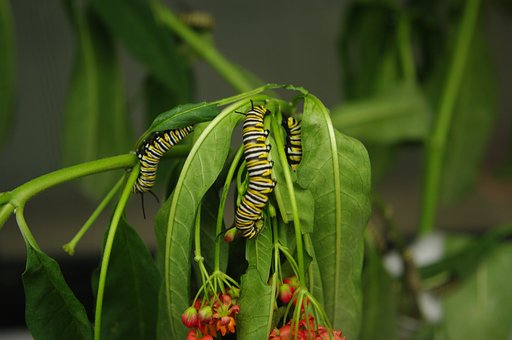 Gelb, Schwarz, Grün, Rot, Natur, Flora
