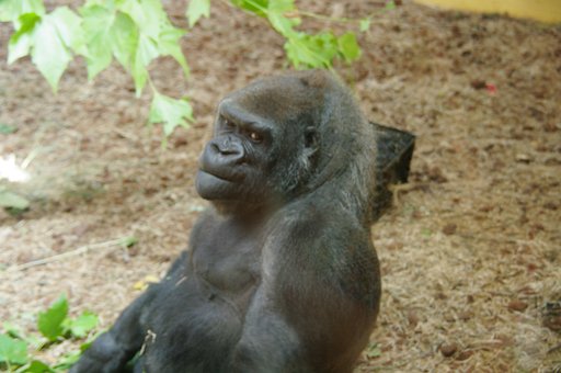 Gorilla, Suchen, Tier, Natur, Fauna