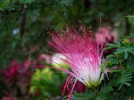 Blume, Ätherisch, Benutzerbild, Weiß