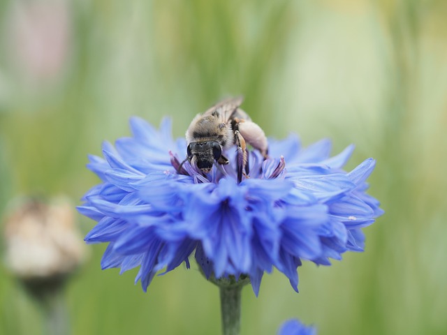 Free Bee Flowers photo and picture