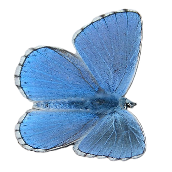 Free Butterfly Cutout illustration and picture