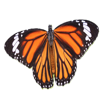 Free Butterfly Morpho illustration and picture