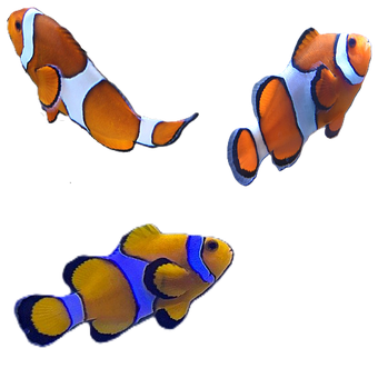 Free Clownfish Clown Fish illustration and picture