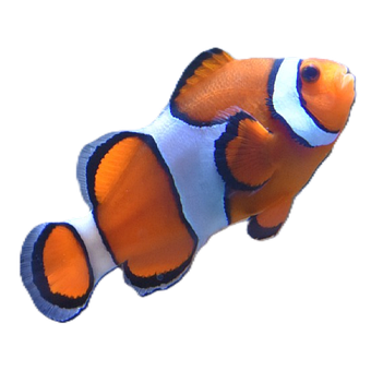 Free Clownfish Clown Fish illustration and picture