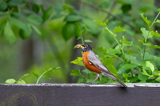Free Bird Robin photo and picture