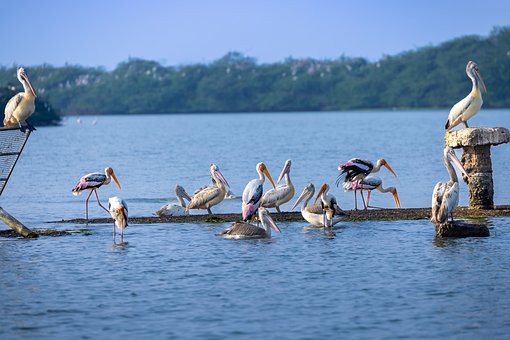 Free Birds Wildlife photo and picture