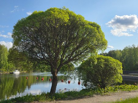 Sommer, Natur, Boot, Grün, See, Sonnig