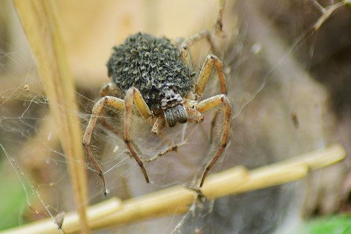 Insect, Natuur, Entomologie