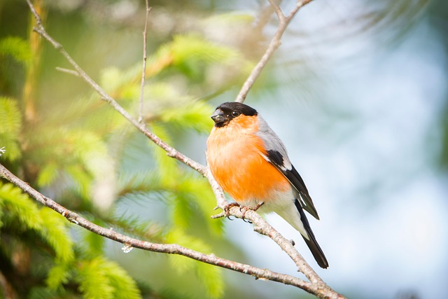 Free Dompap Ornithology photo and picture