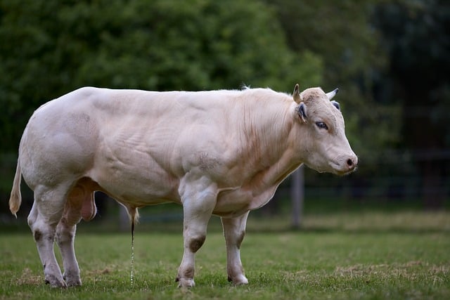 Free Bull White photo and picture