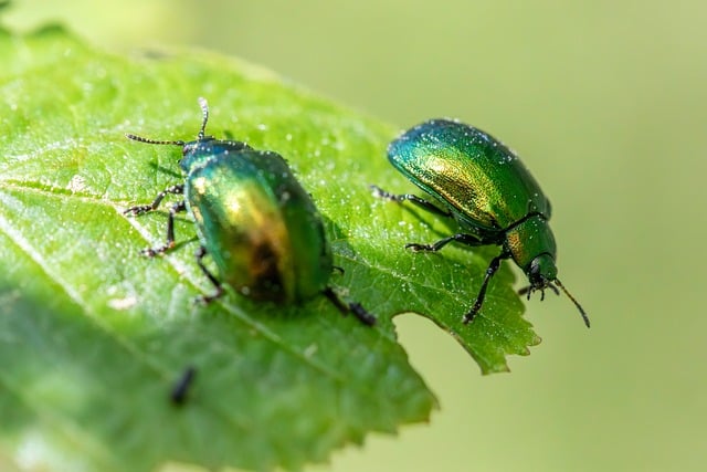 Free Beetles Biodiversity photo and picture