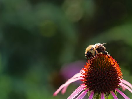 Free Flower Bumblebee photo and picture