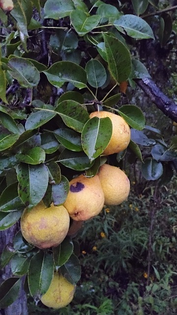 Peer, Fruit, Gezonde, Peren, Voedsel