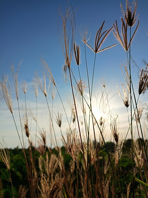 Free Nature Sunset photo and picture