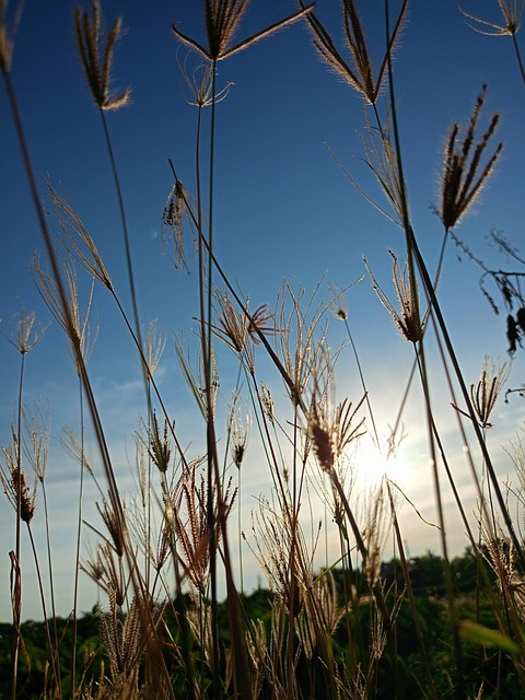 Free Nature Sunset photo and picture