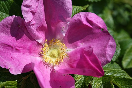 Free Close Up Blossom photo and picture