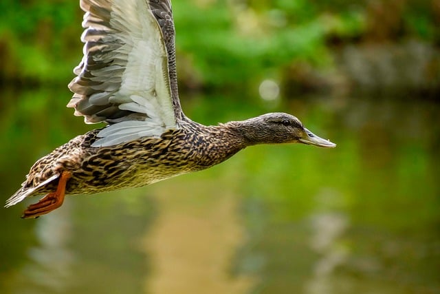 Free Duck Flies photo and picture