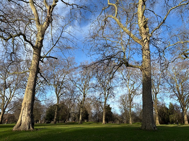 Free London Park photo and picture