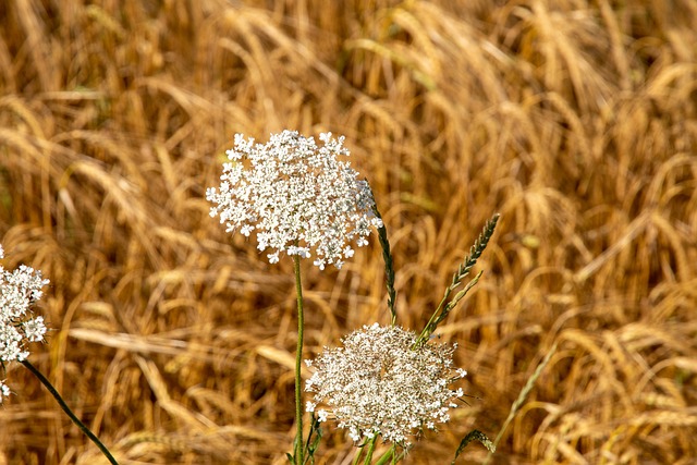 Free Fields Crops photo and picture