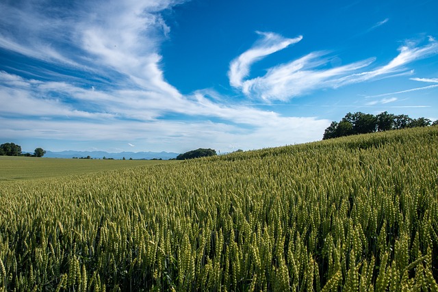 Free Fields Heaven photo and picture