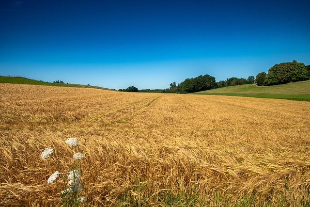 Free Fields Summer photo and picture