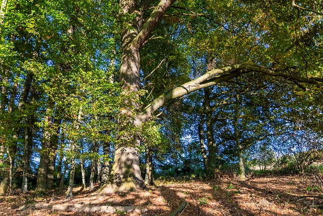 Free Nature Sun photo and picture