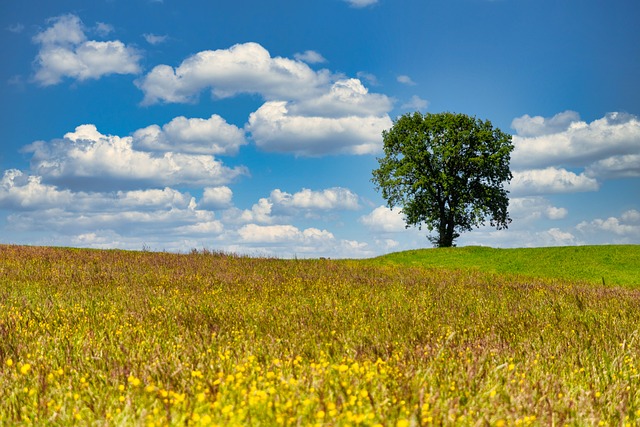 Free Trees Heaven photo and picture