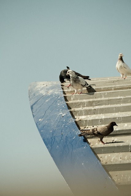 Free Birds Pigeons illustration and picture
