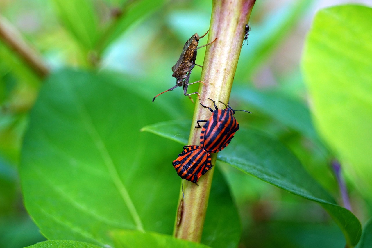Bug Inseto Bug Inseto Arlequim - Foto gratuita no Pixabay