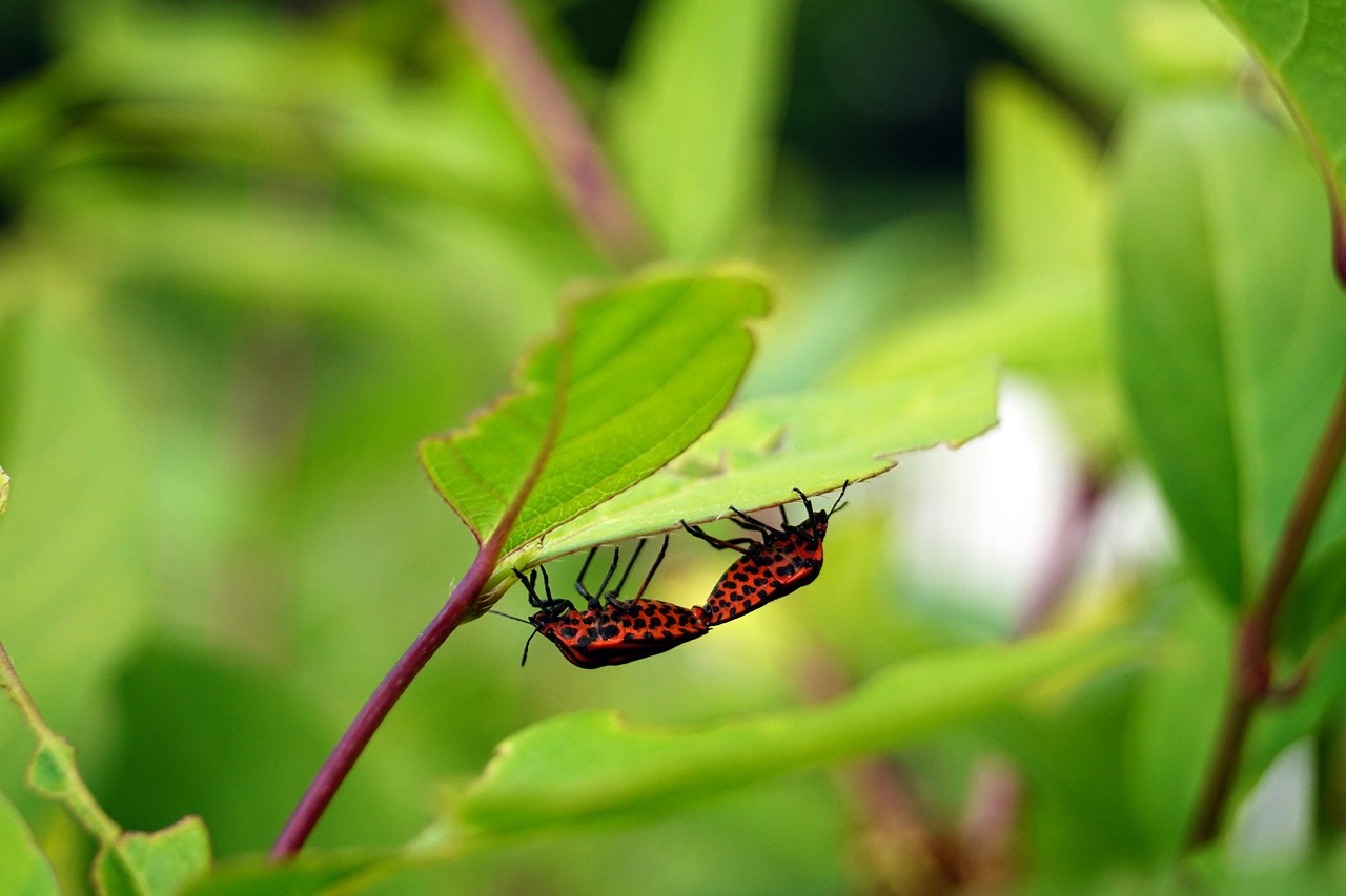Inseto Arlequim Casal Par - Foto gratuita no Pixabay