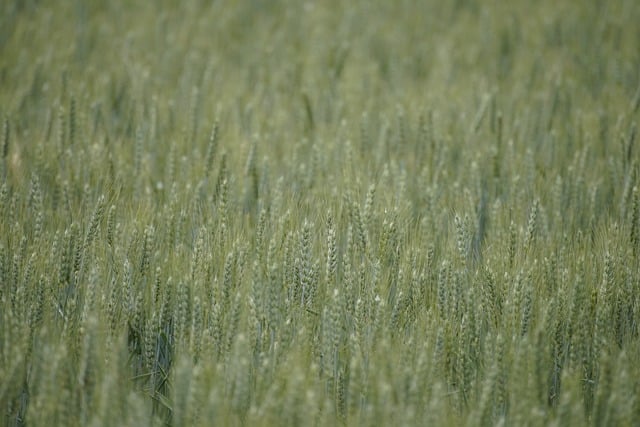 Weizen, Landwirtschaft, Feld, Körner