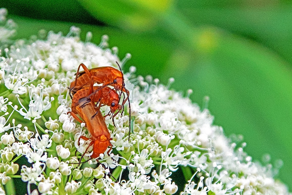Squirrel Insect Squirrel Beetle Insects Red - Free photo on Pixabay