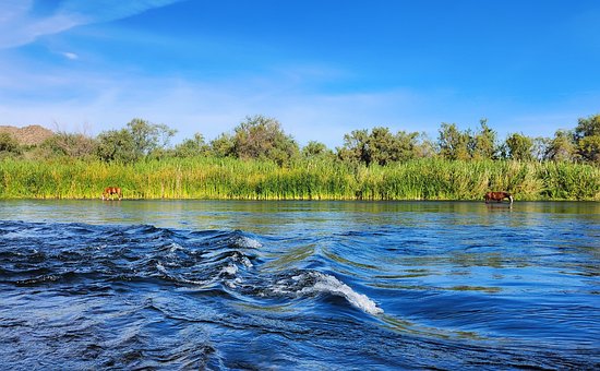 Wilde Paarden, Rivier, Natuur, Landschap