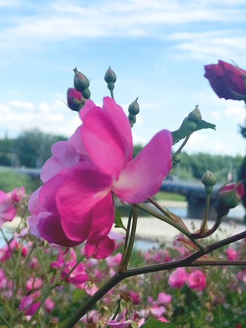 Free Flower Little Flower photo and picture