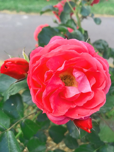Free Flower Little Flower photo and picture