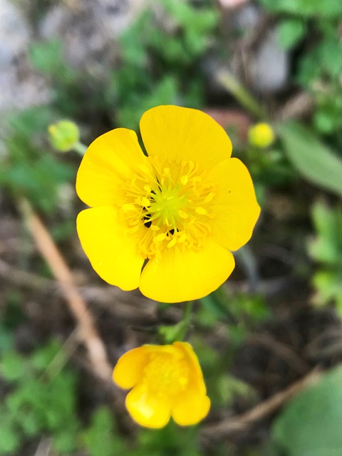 Free Flower Little Flower photo and picture