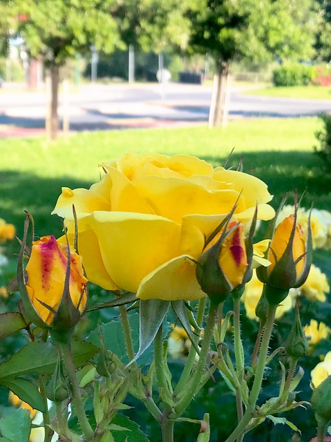 Free Flower Little Flower photo and picture