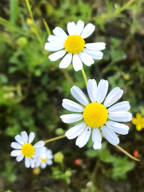 Free Flower Little Flower photo and picture