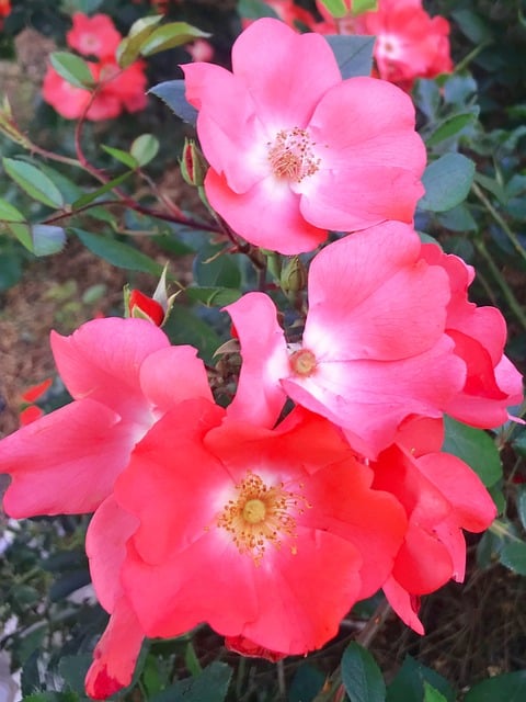 Free Flower Little Flower photo and picture