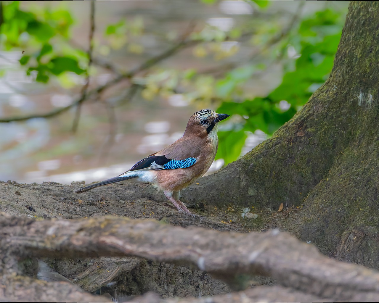 Bird Tree Beak - Free photo on Pixabay