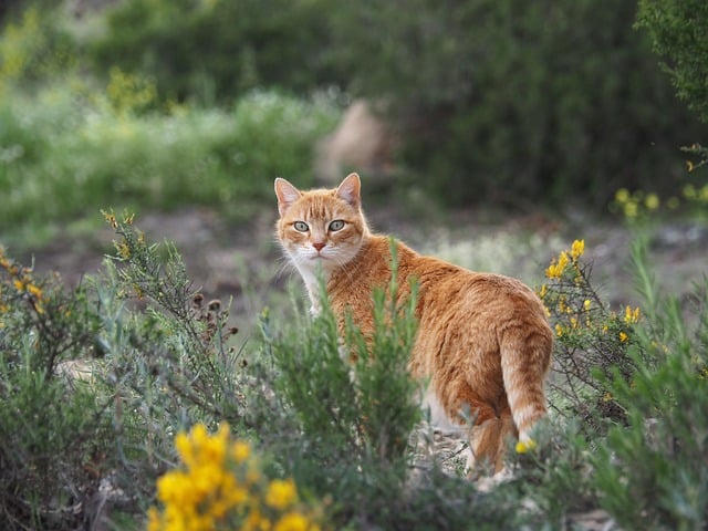 Free Cat Nature photo and picture