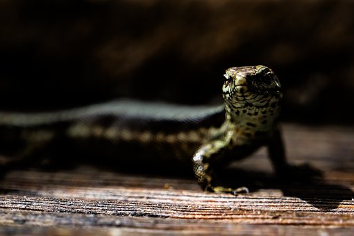 Eidechse, Echse, Reptil, Tier, Neugier