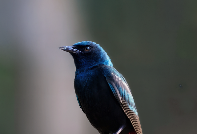Free bird nature wildlife illustration